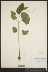 Circaea latifolia image