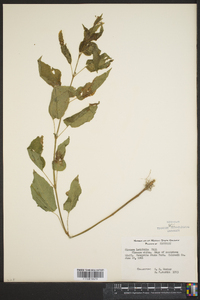 Circaea latifolia image