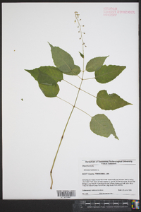 Circaea canadensis image