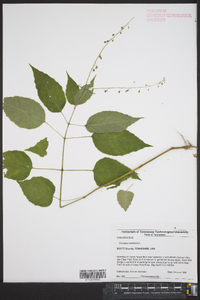 Circaea canadensis image