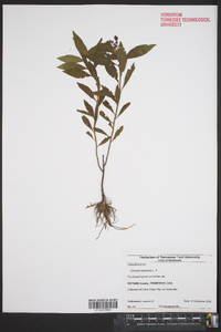 Circaea canadensis image