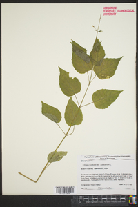 Circaea canadensis image