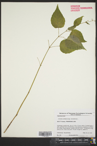 Circaea canadensis image