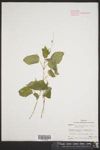 Circaea canadensis image