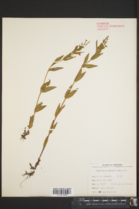 Epilobium ciliatum subsp. glandulosum image