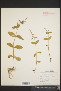 Epilobium ciliatum subsp. glandulosum image