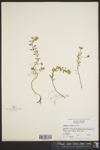 Ludwigia arcuata image