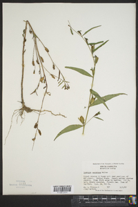 Ludwigia decurrens image