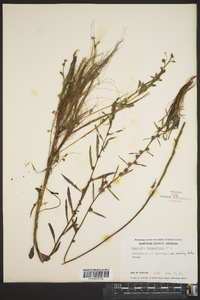 Ludwigia lanceolata image