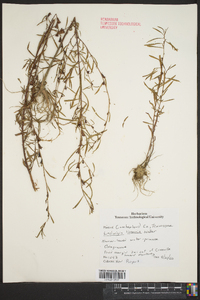 Ludwigia linearis image