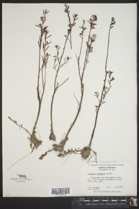 Ludwigia linifolia image