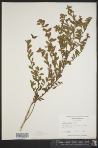 Ludwigia pilosa image