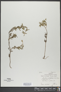 Oenothera grandiflora image