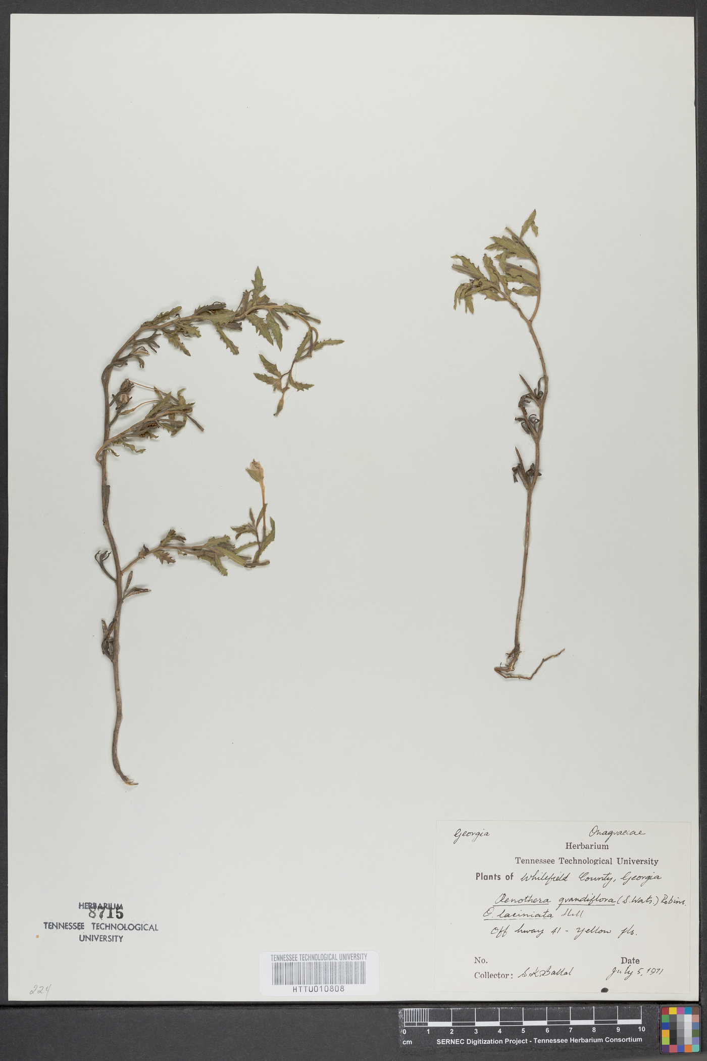 Oenothera grandiflora image