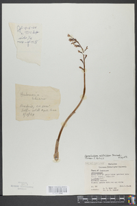 Corallorhiza wisteriana image