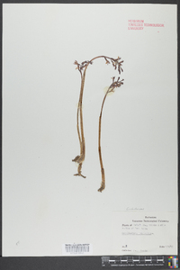 Corallorhiza wisteriana image