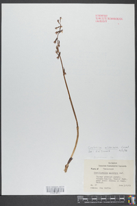 Corallorhiza wisteriana image