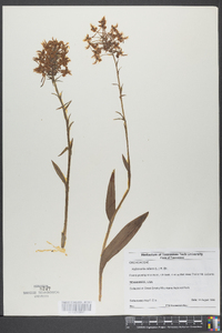 Platanthera ciliaris image