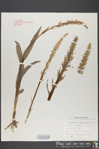 Platanthera dilatata image