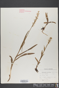 Platanthera dilatata image