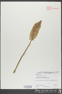 Platanthera ciliaris image