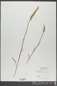 Spiranthes cernua image