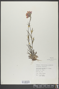 Castilleja coccinea image