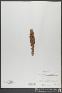 Conopholis americana image