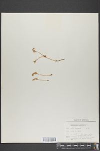 Orobanche uniflora image