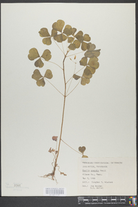 Oxalis grandis image