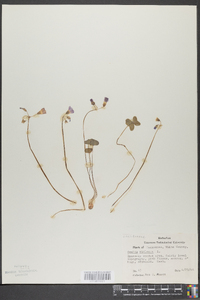 Oxalis violacea image