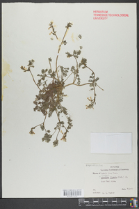 Corydalis flavula image