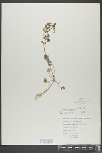 Corydalis flavula image