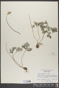 Dicentra cucullaria image