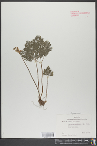 Dicentra cucullaria image