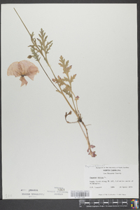 Papaver dubium image