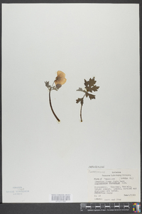 Stylophorum diphyllum image