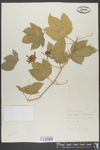 Passiflora incarnata image