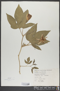 Passiflora incarnata image