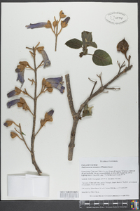 Paulownia tomentosa image