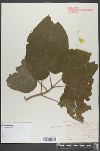 Paulownia tomentosa image