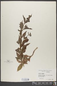 Mimulus alatus image