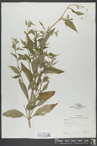 Mimulus alatus image