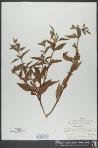 Mimulus alatus image