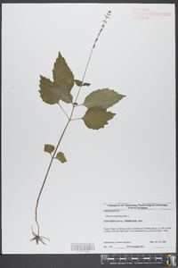 Phryma leptostachya image