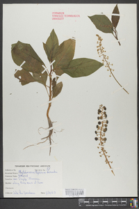 Phytolacca americana var. americana image