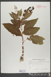 Phytolacca americana var. americana image