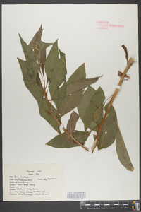 Phytolacca americana var. americana image