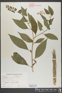 Phytolacca americana var. americana image