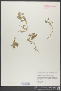 Bacopa egensis image